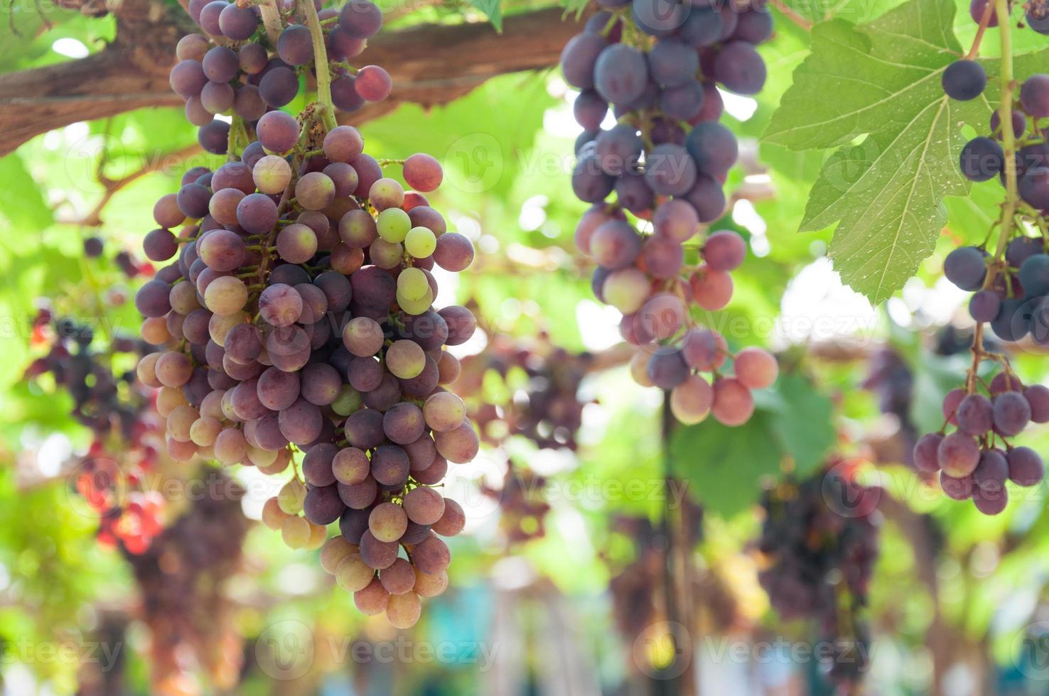 Bunches of wine grapes hanging on the vine with green leaves  in garden photo