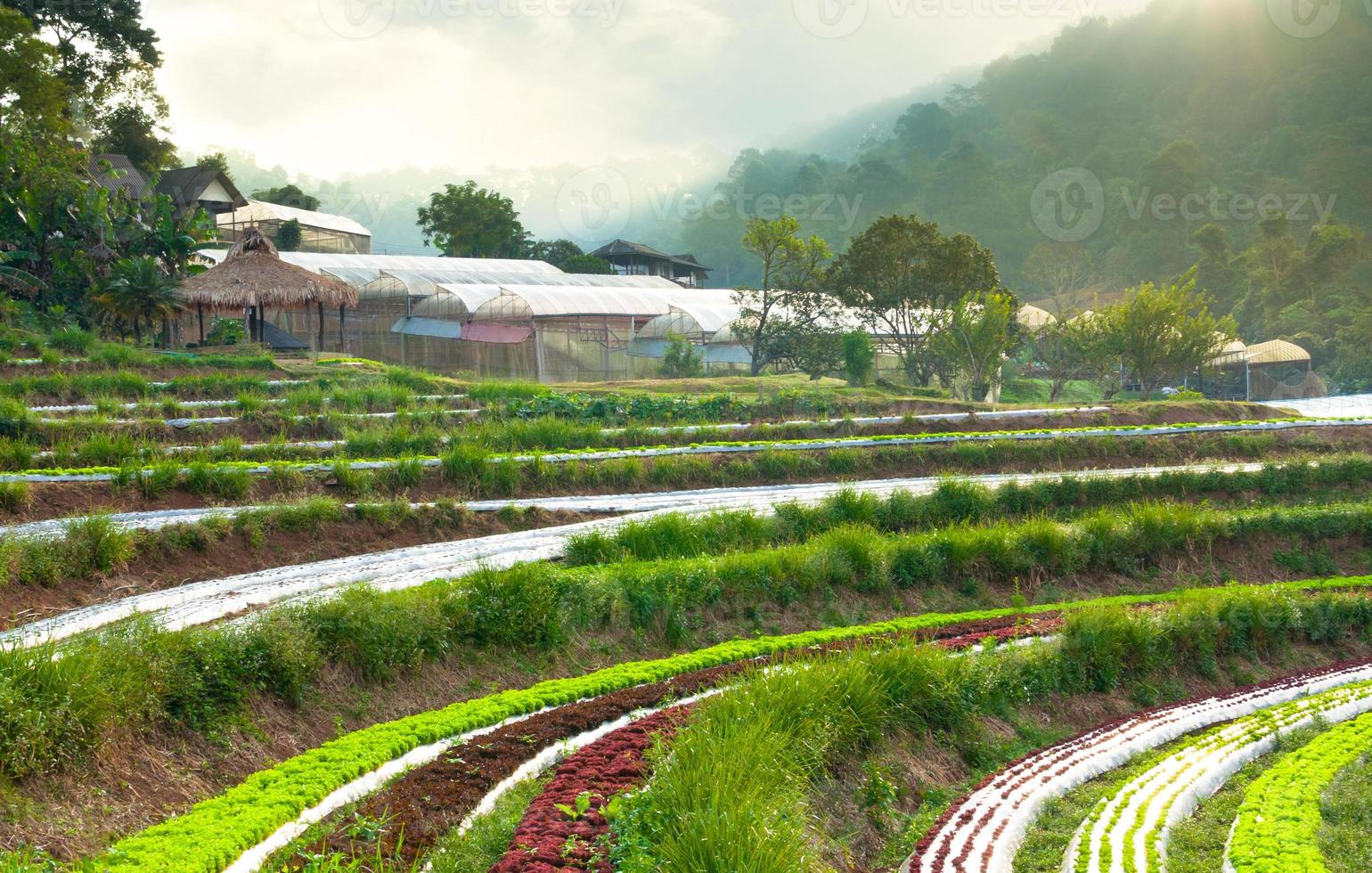 hileras de plantaciones de lechuga fresca y vegetales de agricultura familiar e invernadero en el campo en tailandia foto