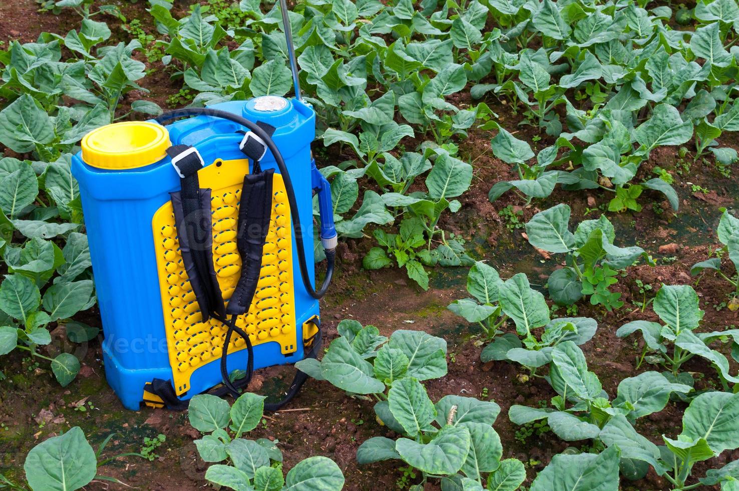 Spraying Fertilizer. Hand-pumped sprayer, Using pesticides on the garden. Spraying of vegetable plots photo