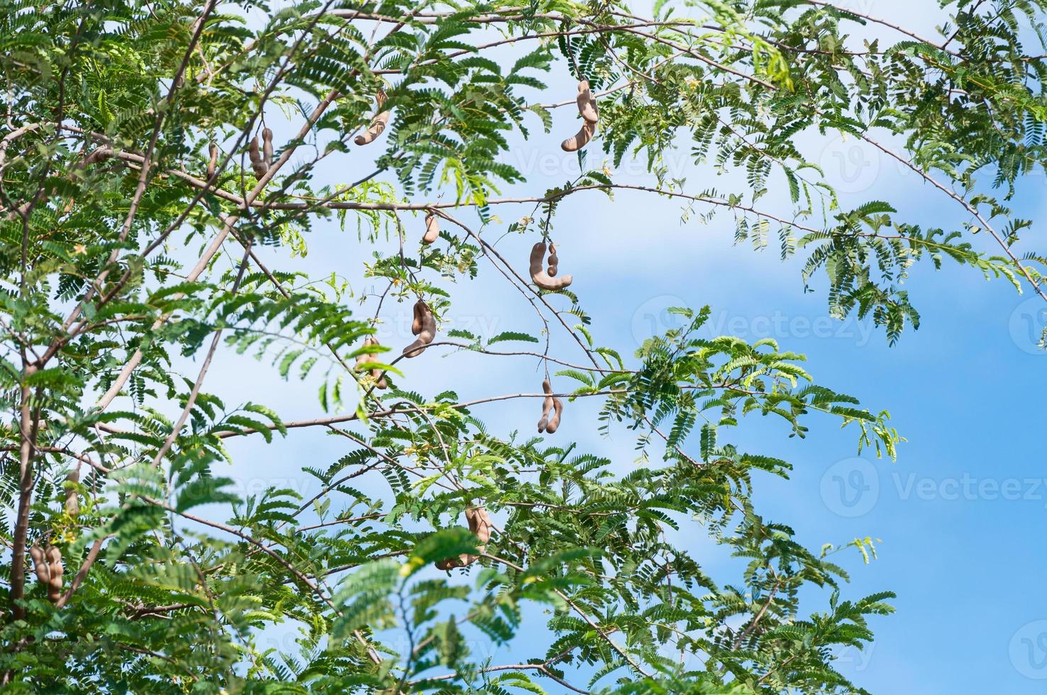 Tamarind tree Tamarind pod on blue sky background photo