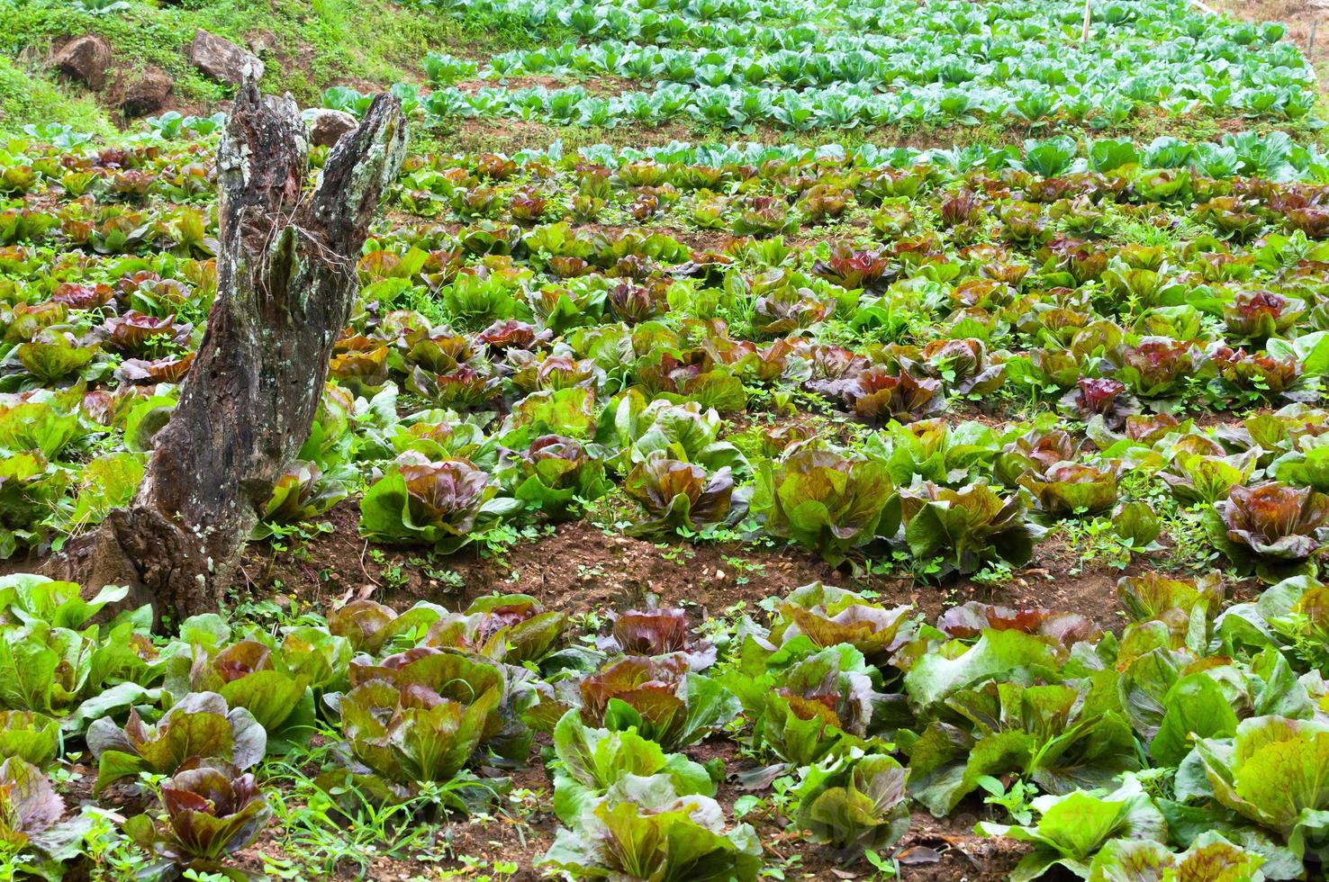 Rows of fresh lettuce plantation and vegetable of familiar agriculture at countryside in Thailand photo