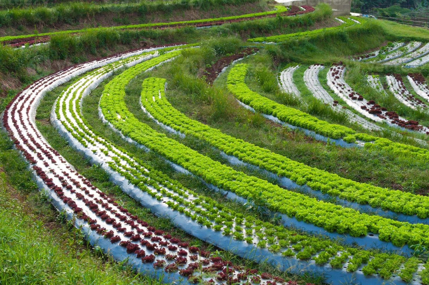 hileras de plantaciones de lechuga fresca y vegetales de agricultura familiar en el campo en tailandia foto