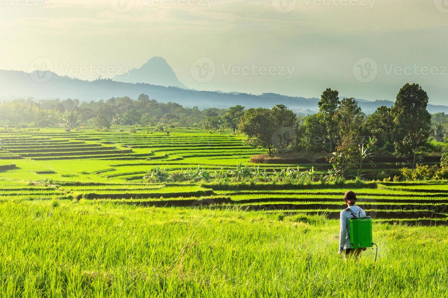 Beautiful morning view indonesia. Panorama Landscape paddy fields with beauty color and sky natural light photo