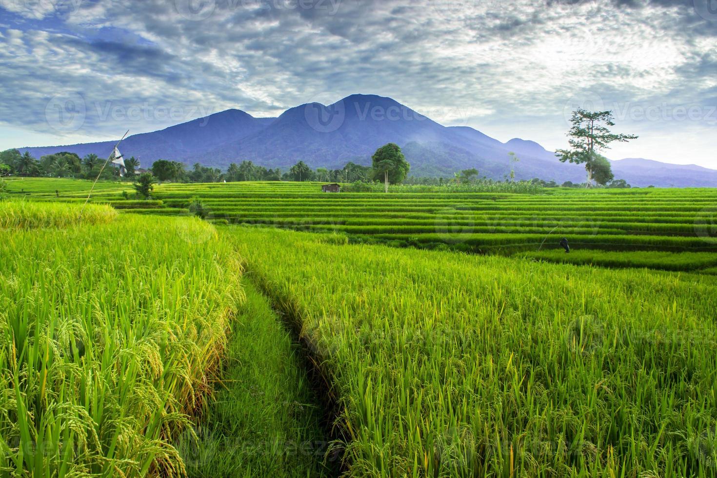 Beautiful morning view indonesia. Panorama Landscape paddy fields with beauty color and sky natural light photo