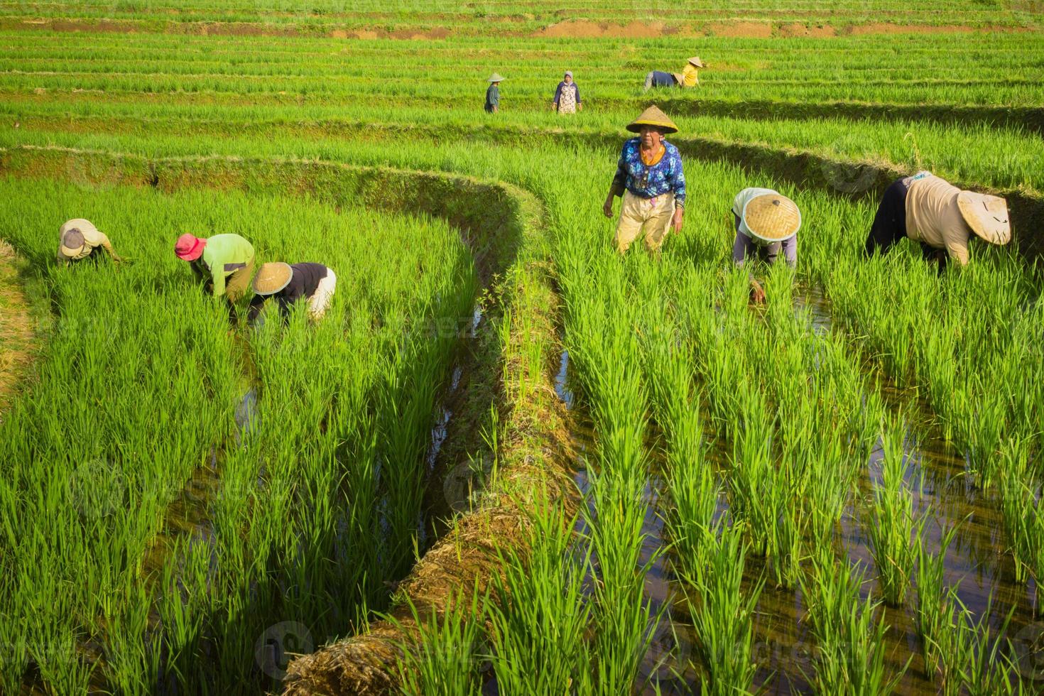 Beautiful morning view indonesia. Panorama Landscape paddy fields with beauty color and sky natural light photo