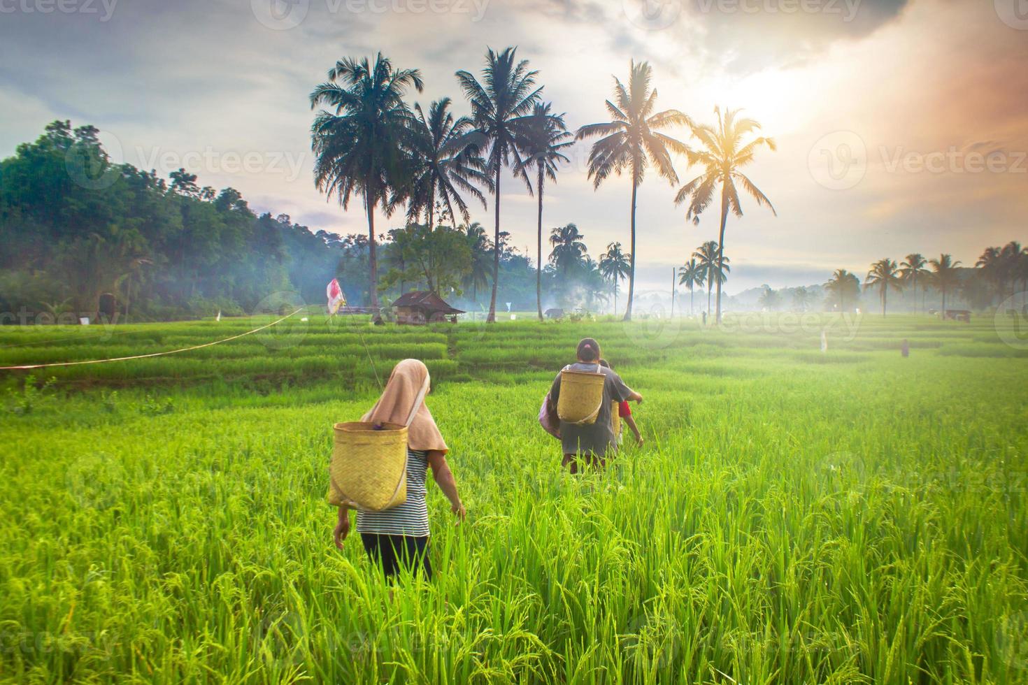 Beautiful morning view indonesia. Panorama Landscape paddy fields with beauty color and sky natural light photo