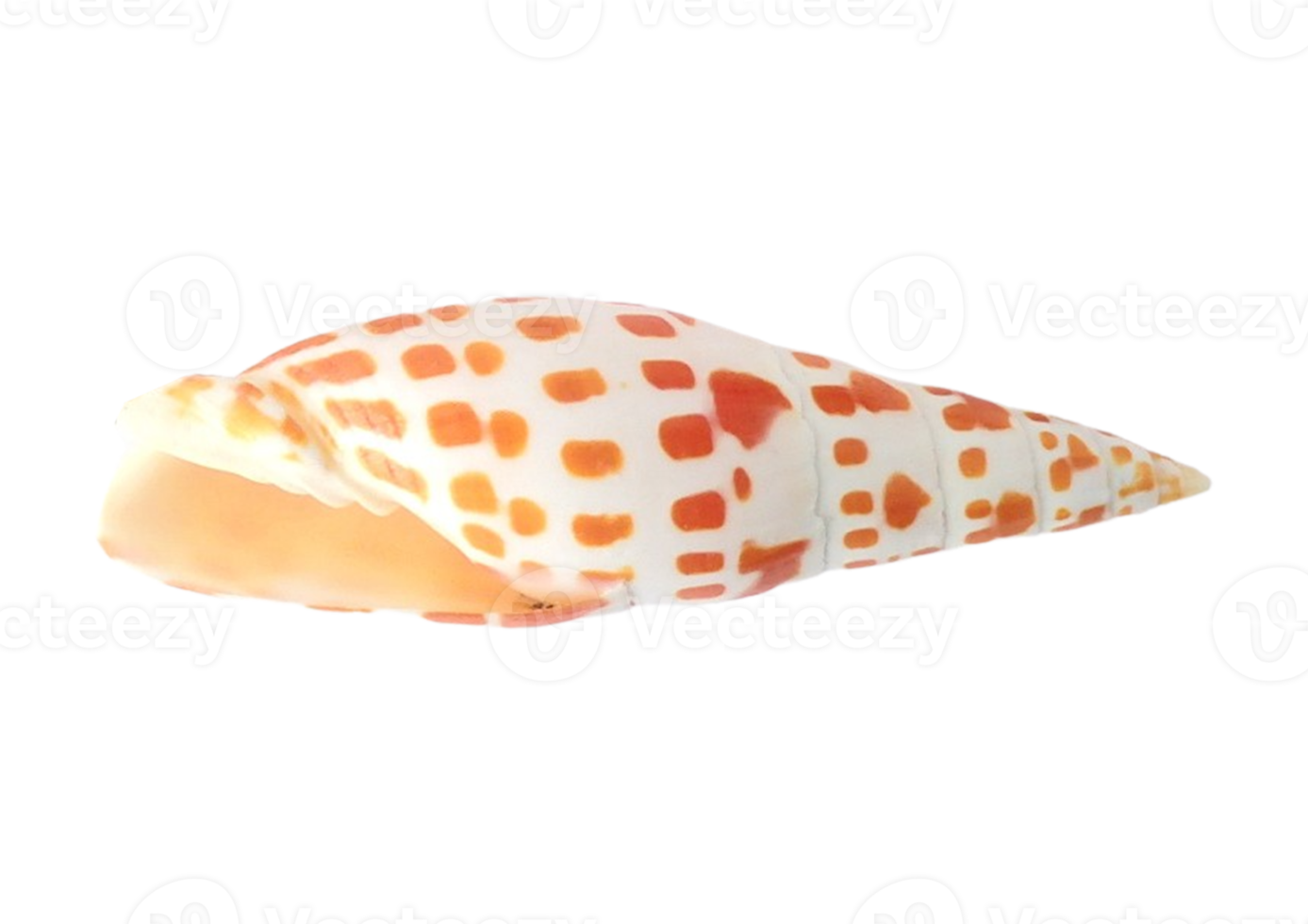 Seashell decoration isolated on a transparent background png