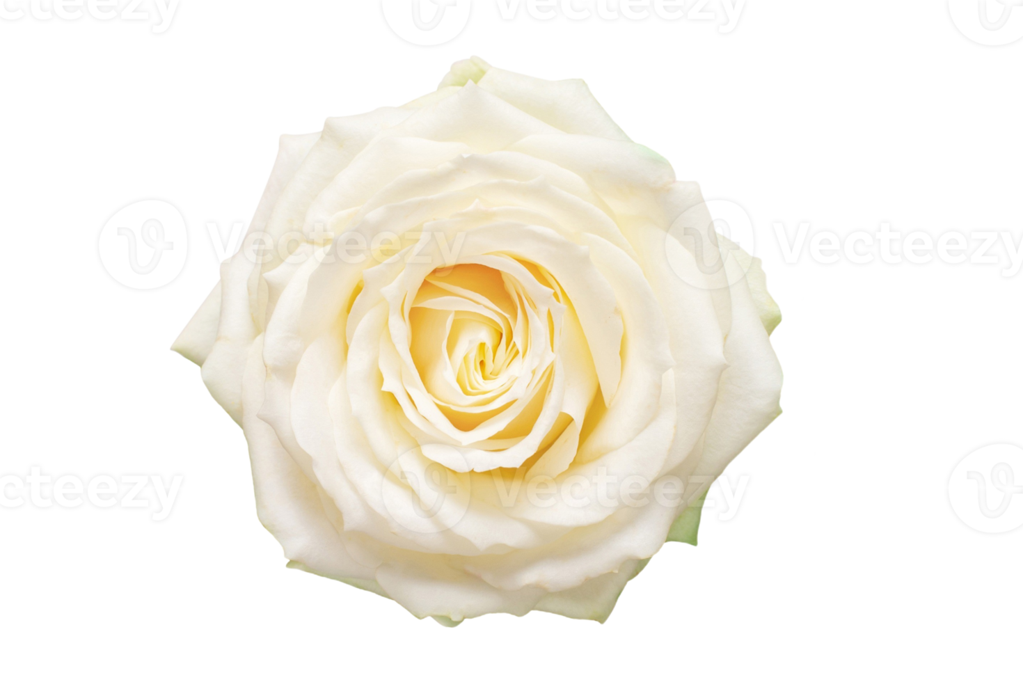 blanc fleur isolé sur une transparent Contexte png