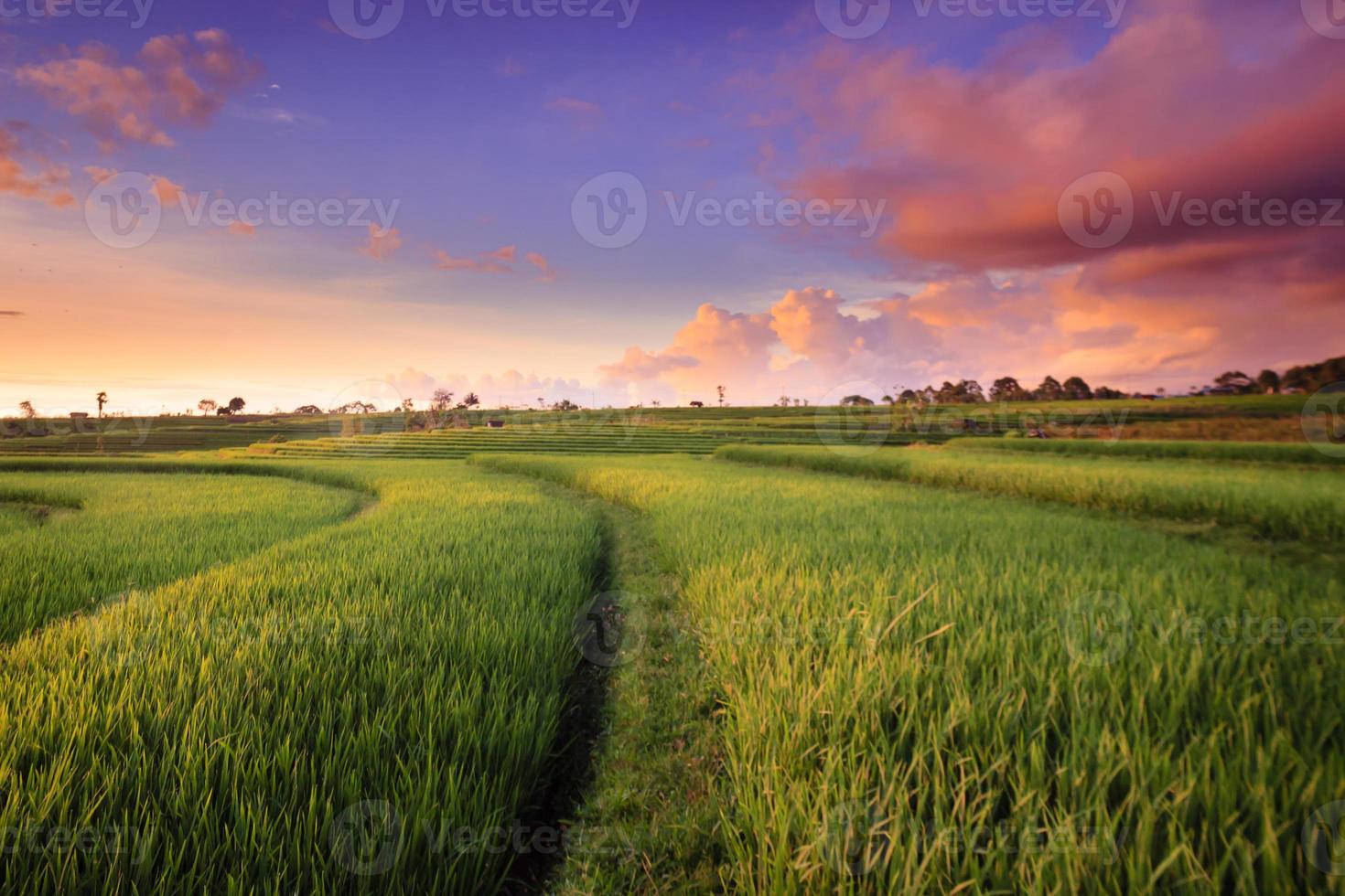 Beautiful morning view indonesia. Panorama Landscape paddy fields with beauty color and sky natural light photo