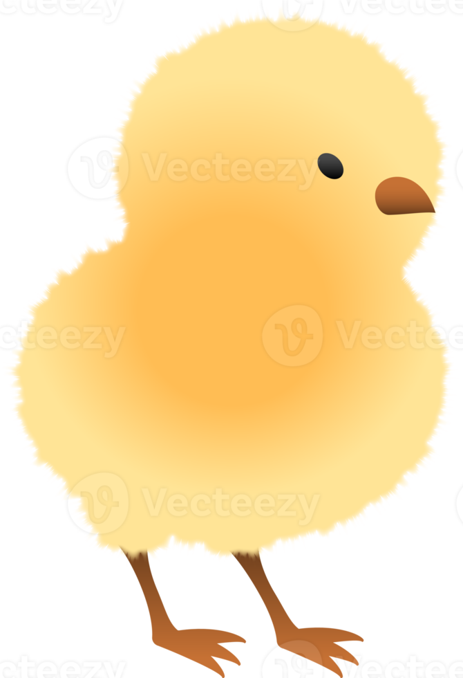 Chick standing illustration png