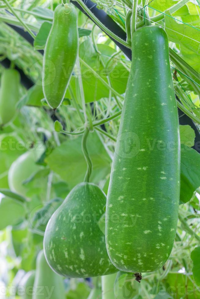 Wax gourd in farm 21492903 Stock Photo at Vecteezy