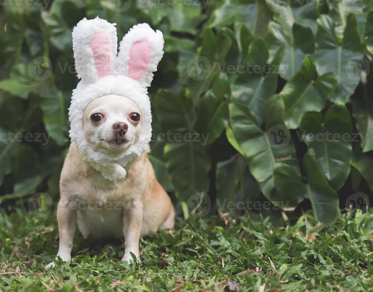 marrón corto pelo chihuahua perro vestido arriba con Pascua de Resurrección conejito disfraz venda sentado en verde césped en el jardín, mirando a cámara. foto