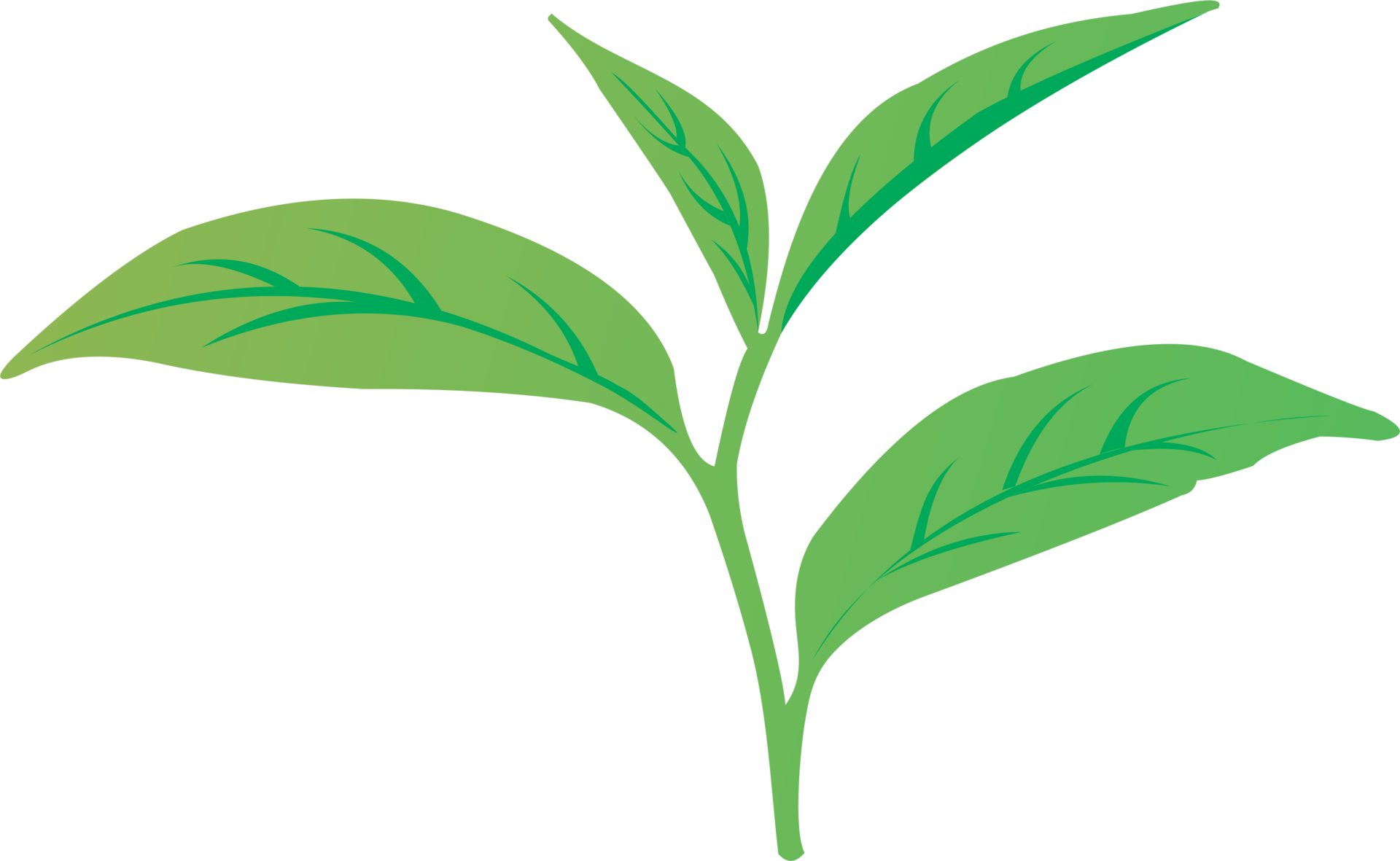 Tea leaf PNG 21495125 PNG