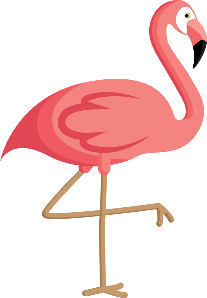 standing flamingo illustration png