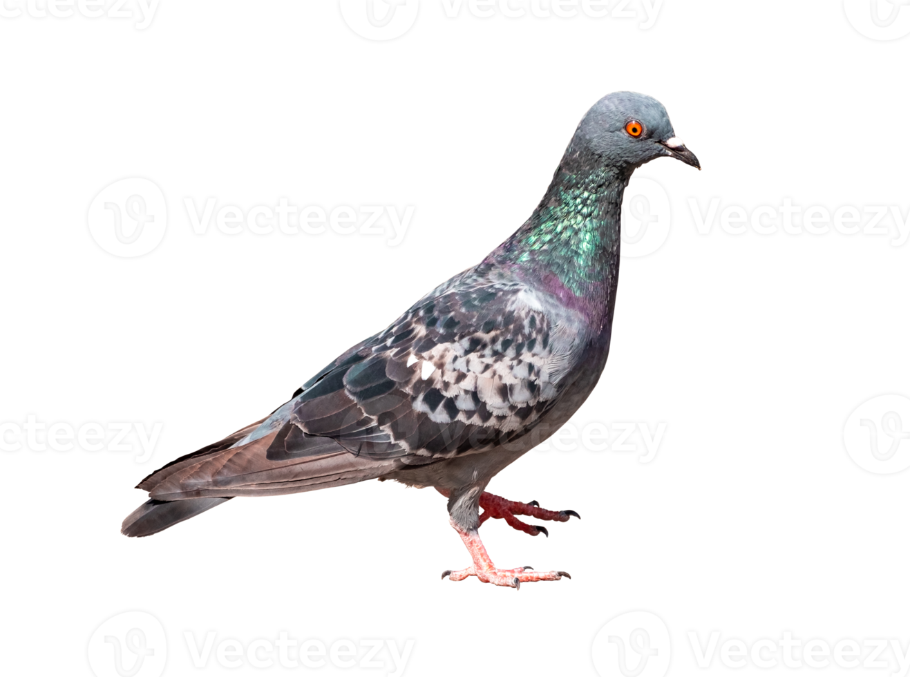 full body of standing pigeon bird isolate on transparent background, PNG file