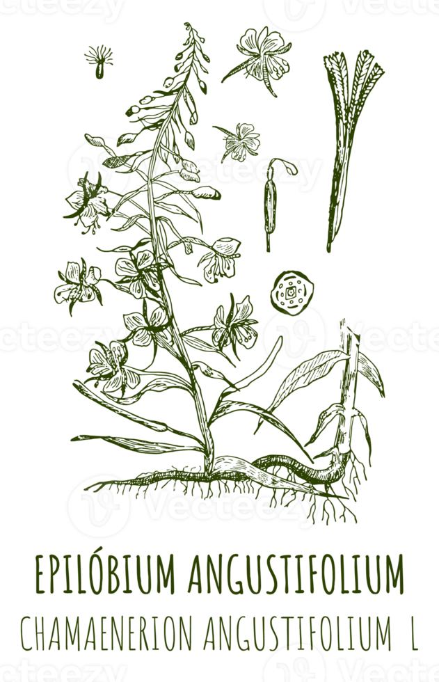 Drawings of EPILOBIUM ANGUSTIFOLIUM. Hand drawn illustration. Latin name CHAMAENERION ANGUSTIFOLIUM L. png