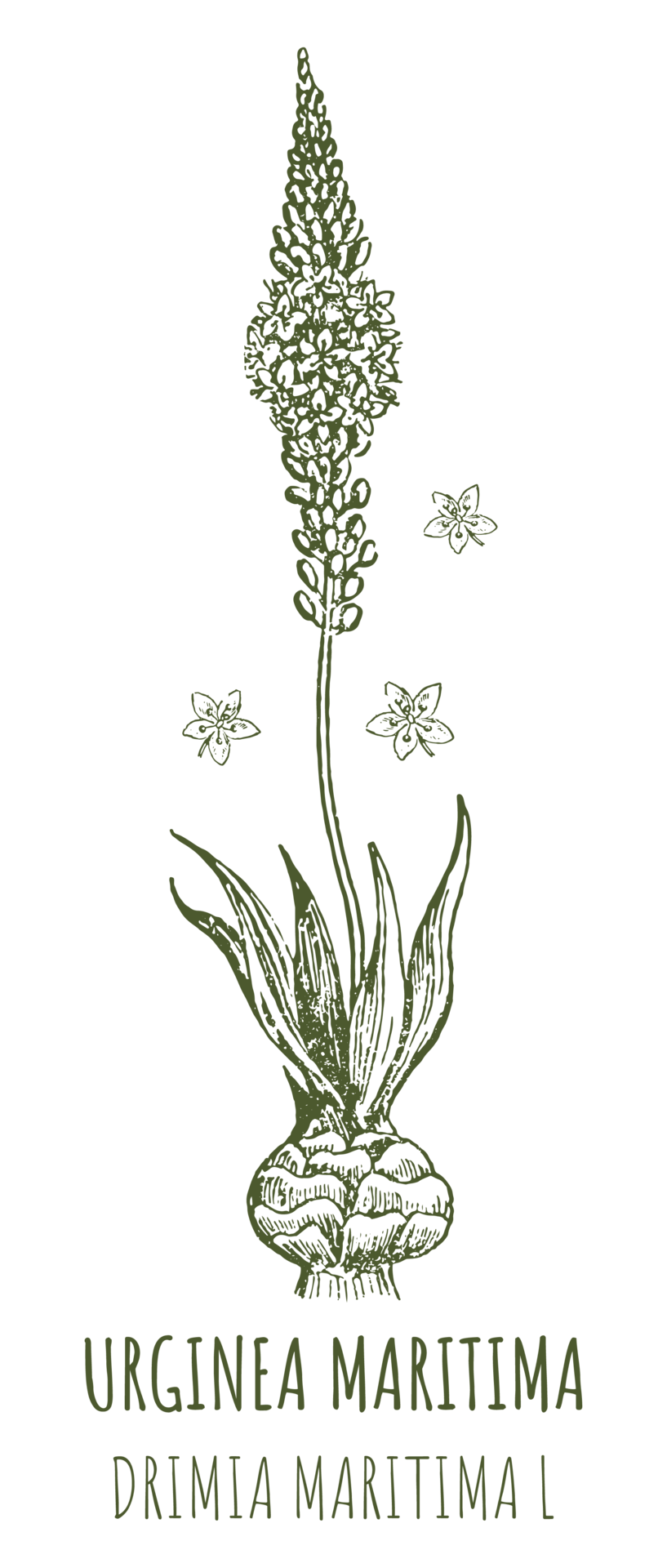 Drawings Of Urginea Maritima Hand Drawn Illustration Latin Name the-symbolic-latin-names-mystic-symbolism