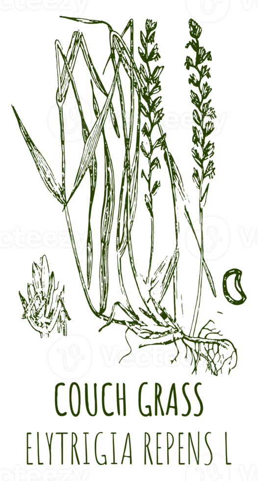 Free Drawings of COUCH GRASS. Hand drawn illustration. Latin name