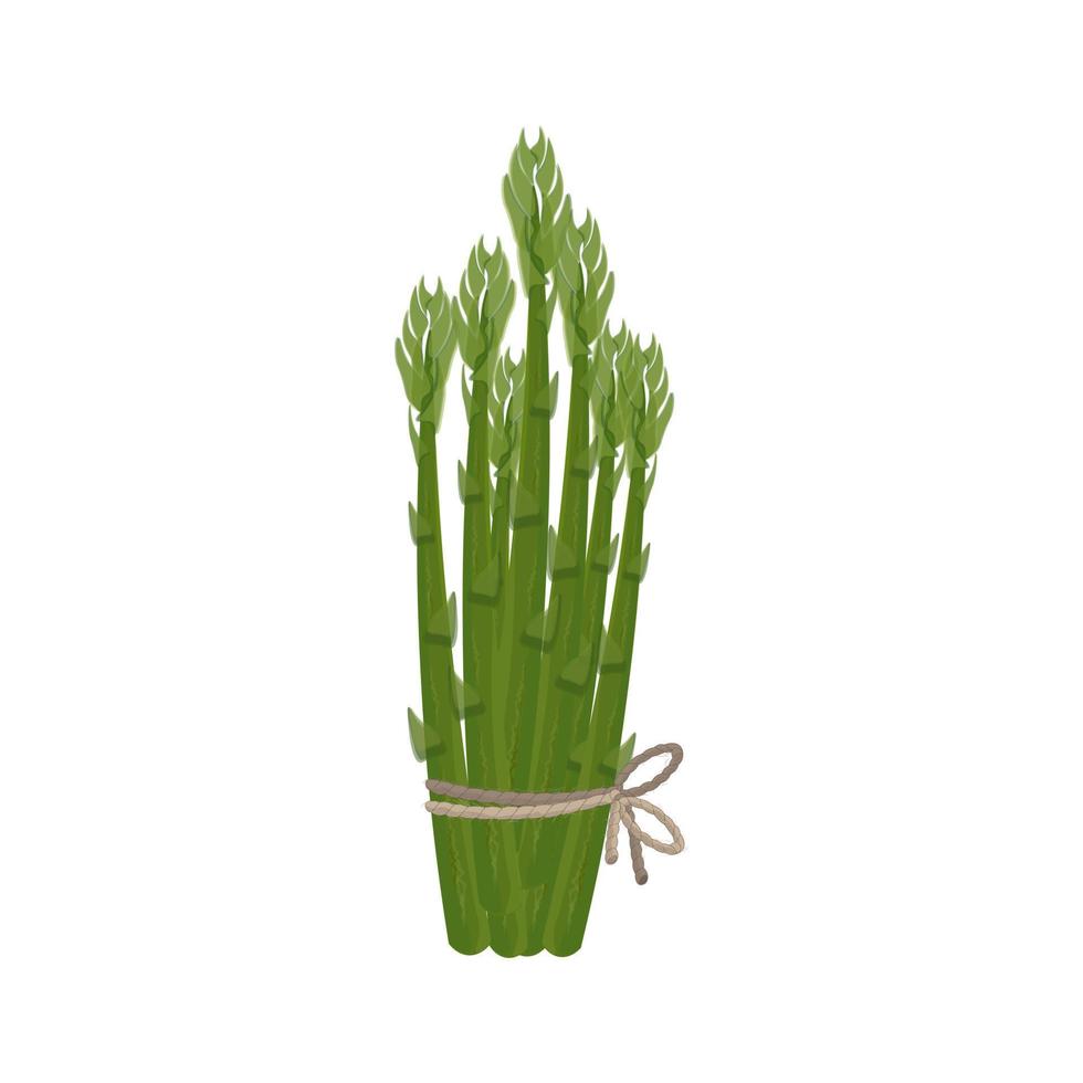 Logo Illustration Vector of  Bunch  Fresh Green Asparagus