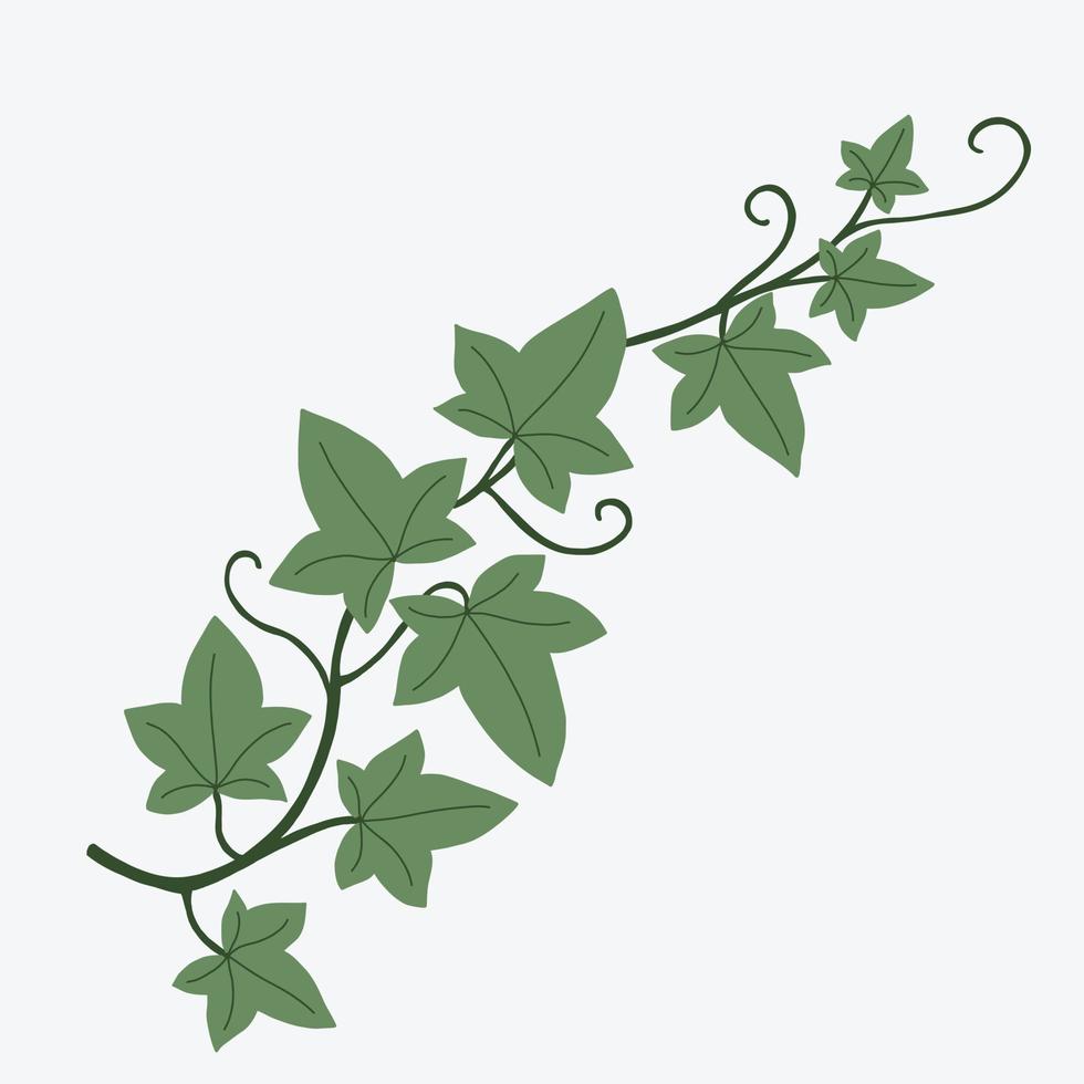 Floral ivy drawing decorative ornament flat design. vector