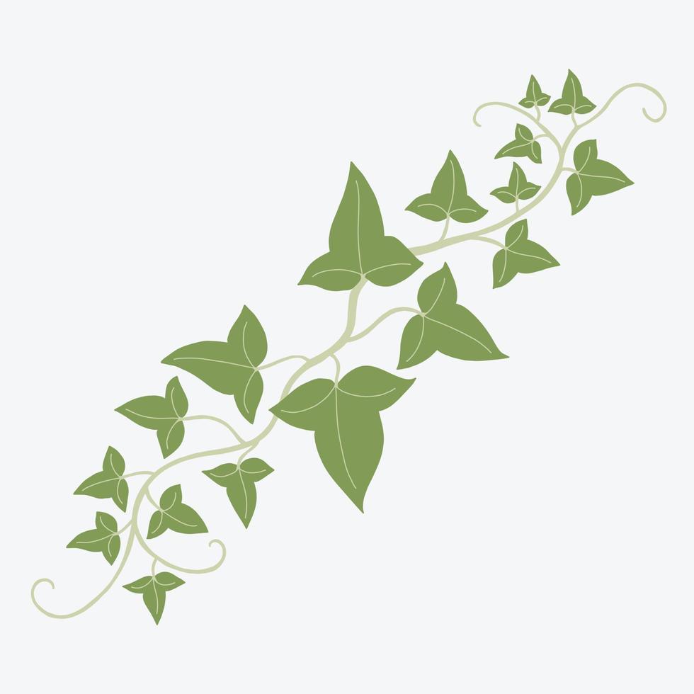 Floral ivy drawing decorative ornament flat design. vector