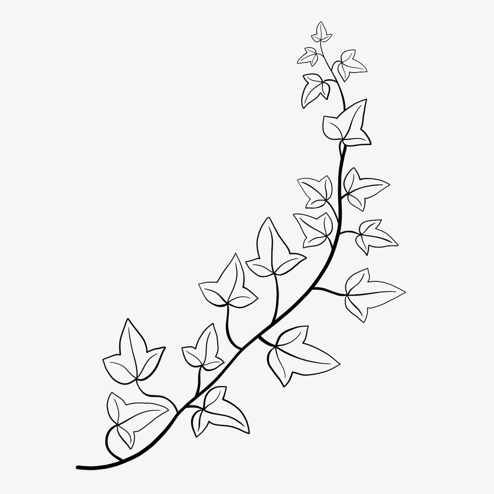 Floral ivy drawing decorative ornament flat design. vector
