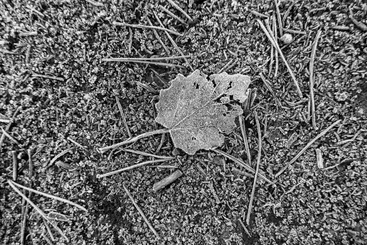 Frozen fallen leaf photo