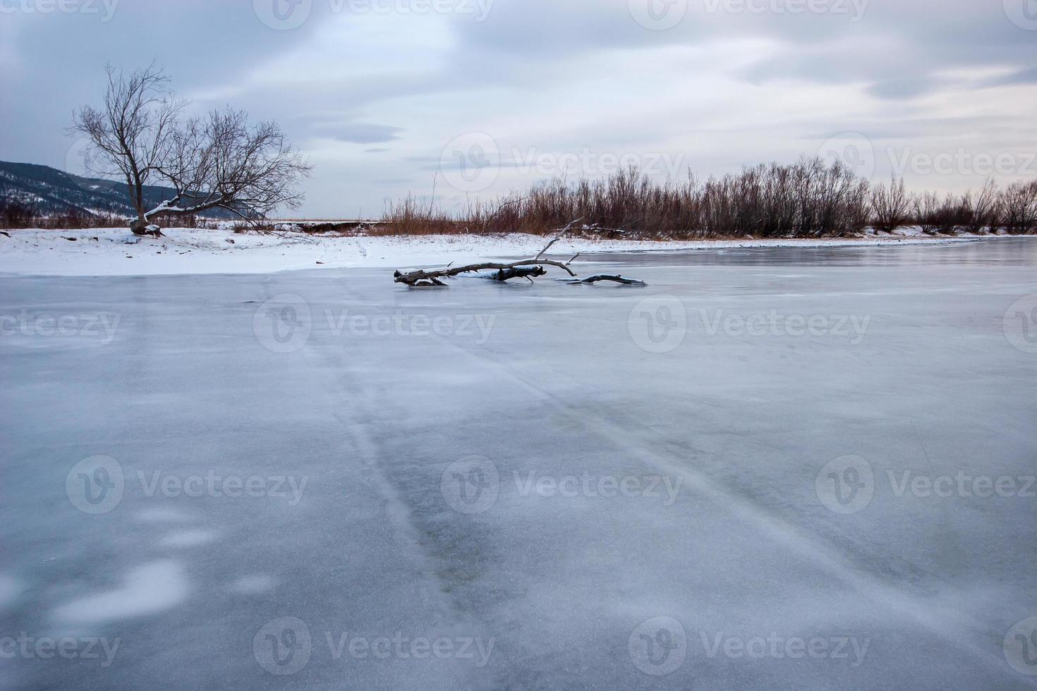 A river with frozen water and old tracks from the car. A tree froze into the ice. On the shore of the snow, cloudy. photo