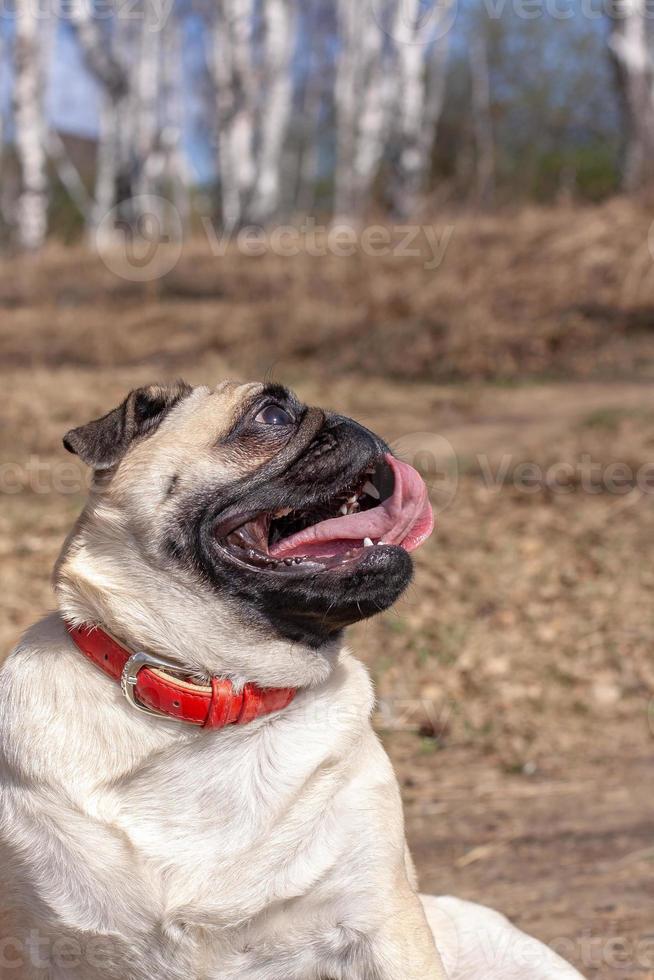 Funny pug face with sticking out tongue against the background of a blurred forest. The dog looks sideways and up. Red leather collar. Copy space. Vertical. photo