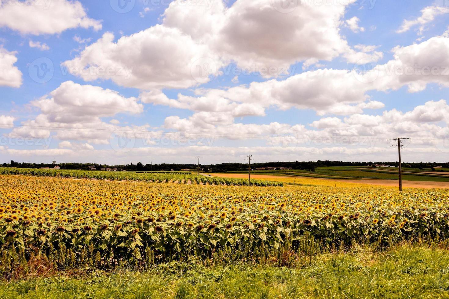 campo de girasoles en verano foto