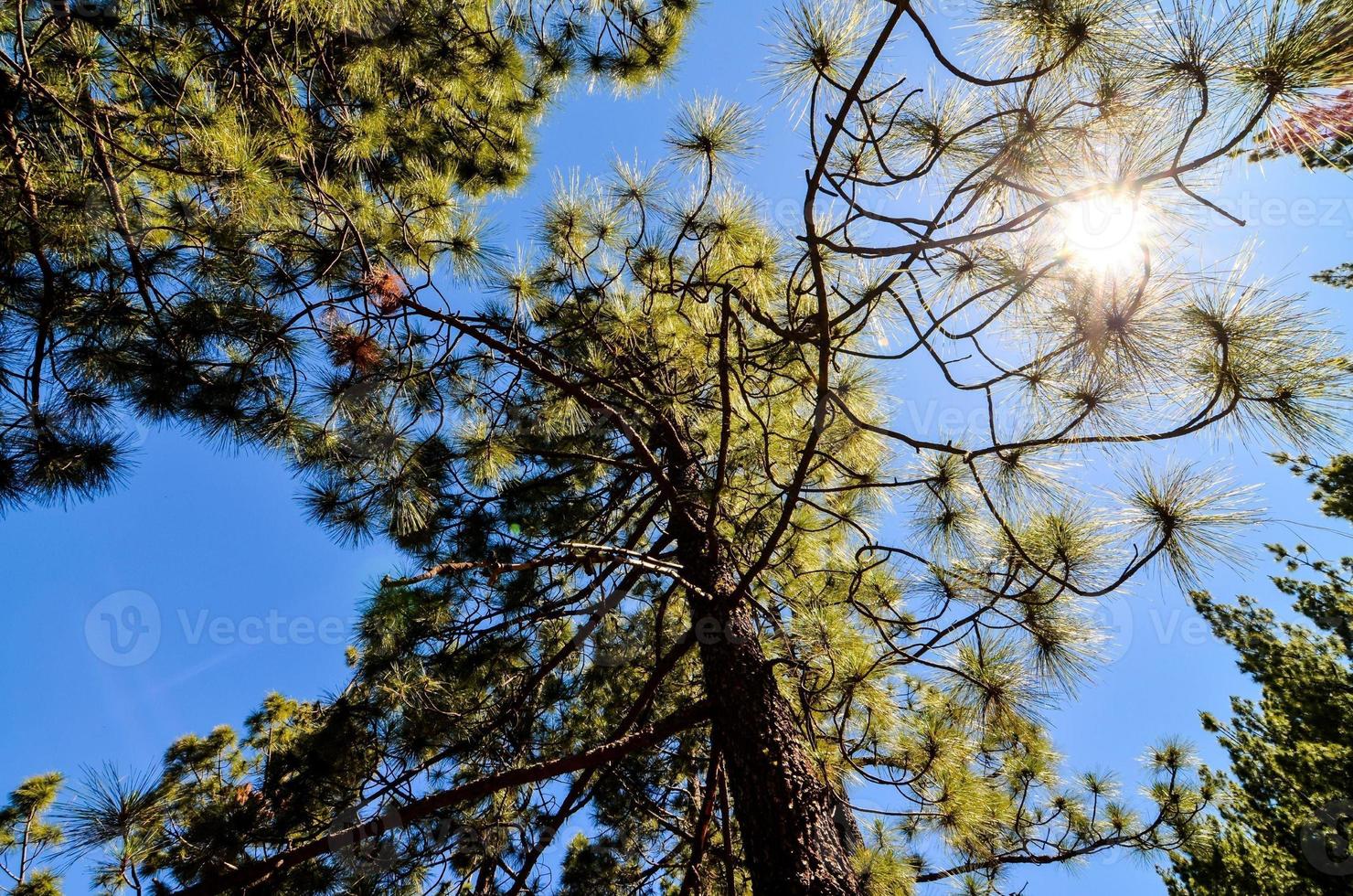 Trees in the forest photo