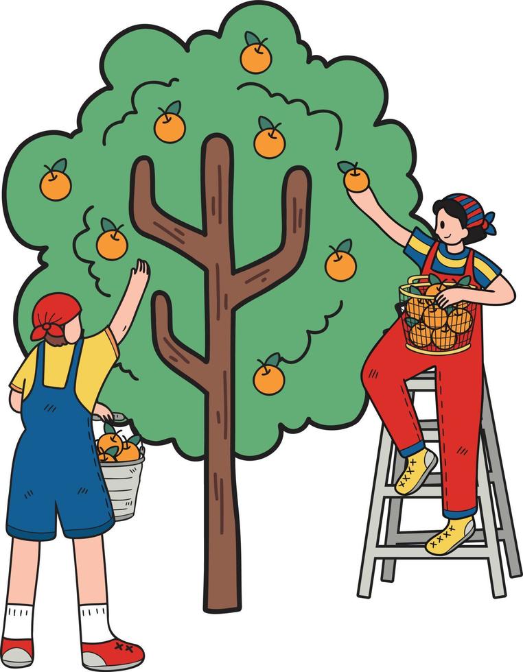 Farmers are picking fruit from trees illustration in doodle style vector