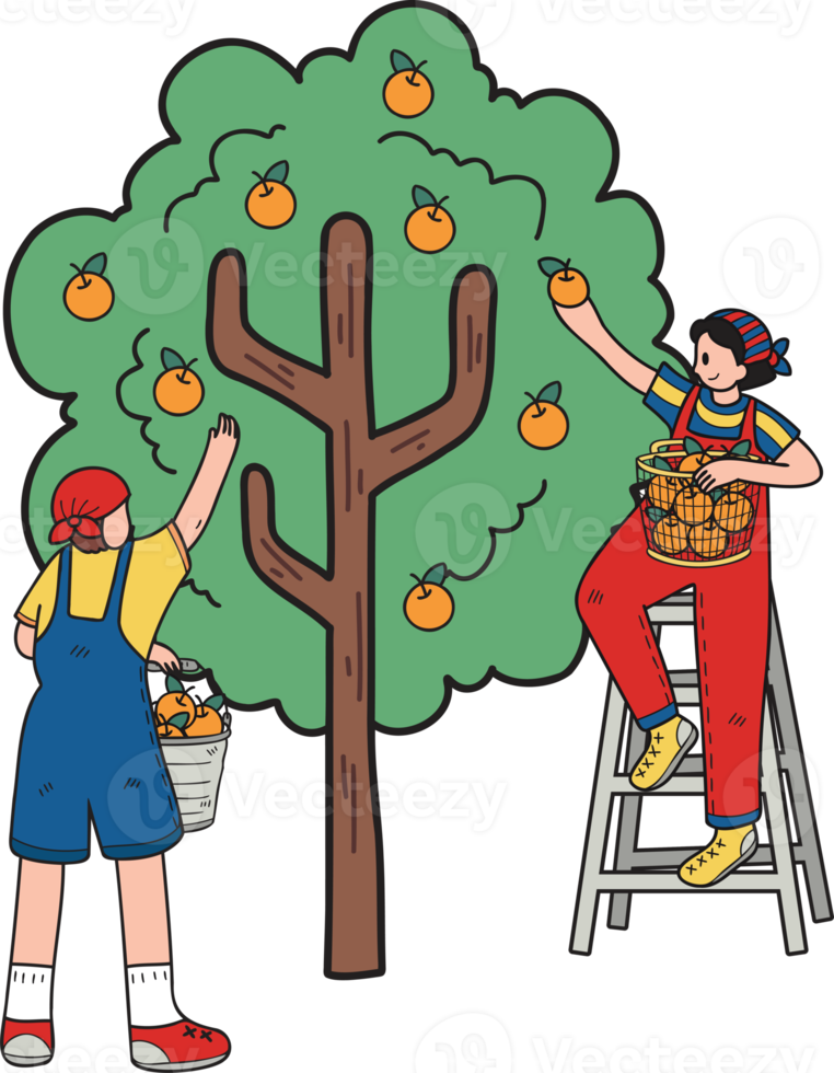 Farmers are picking fruit from trees illustration in doodle style png