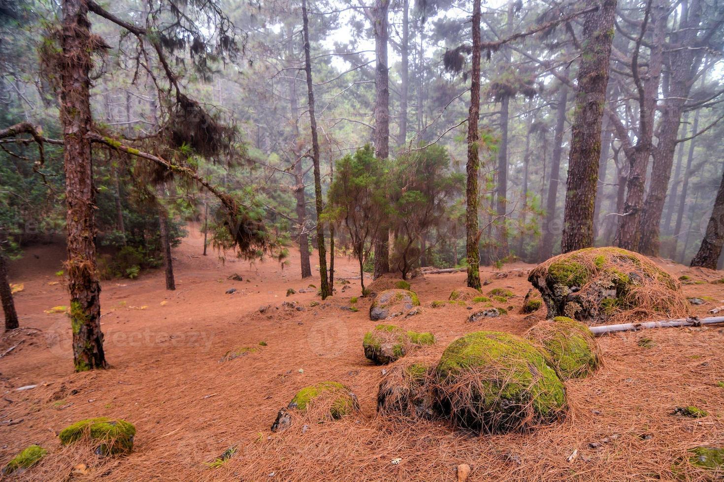 arboles en el bosque foto