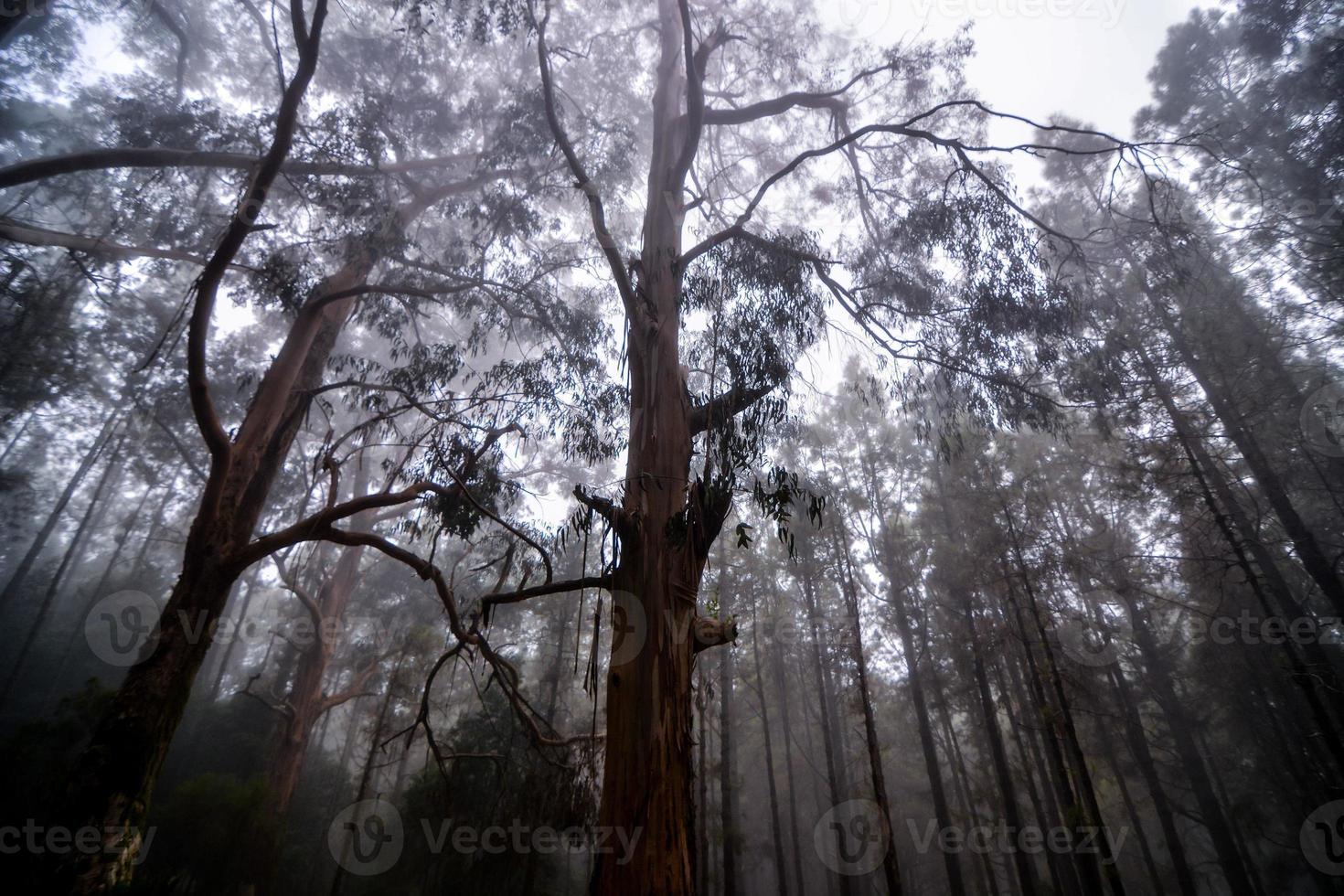 Trees in the forest photo