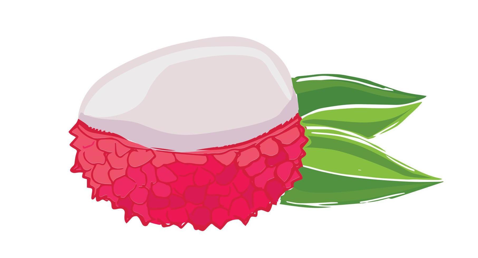 Lychee doodle drawings. Exotic fruit. Vector