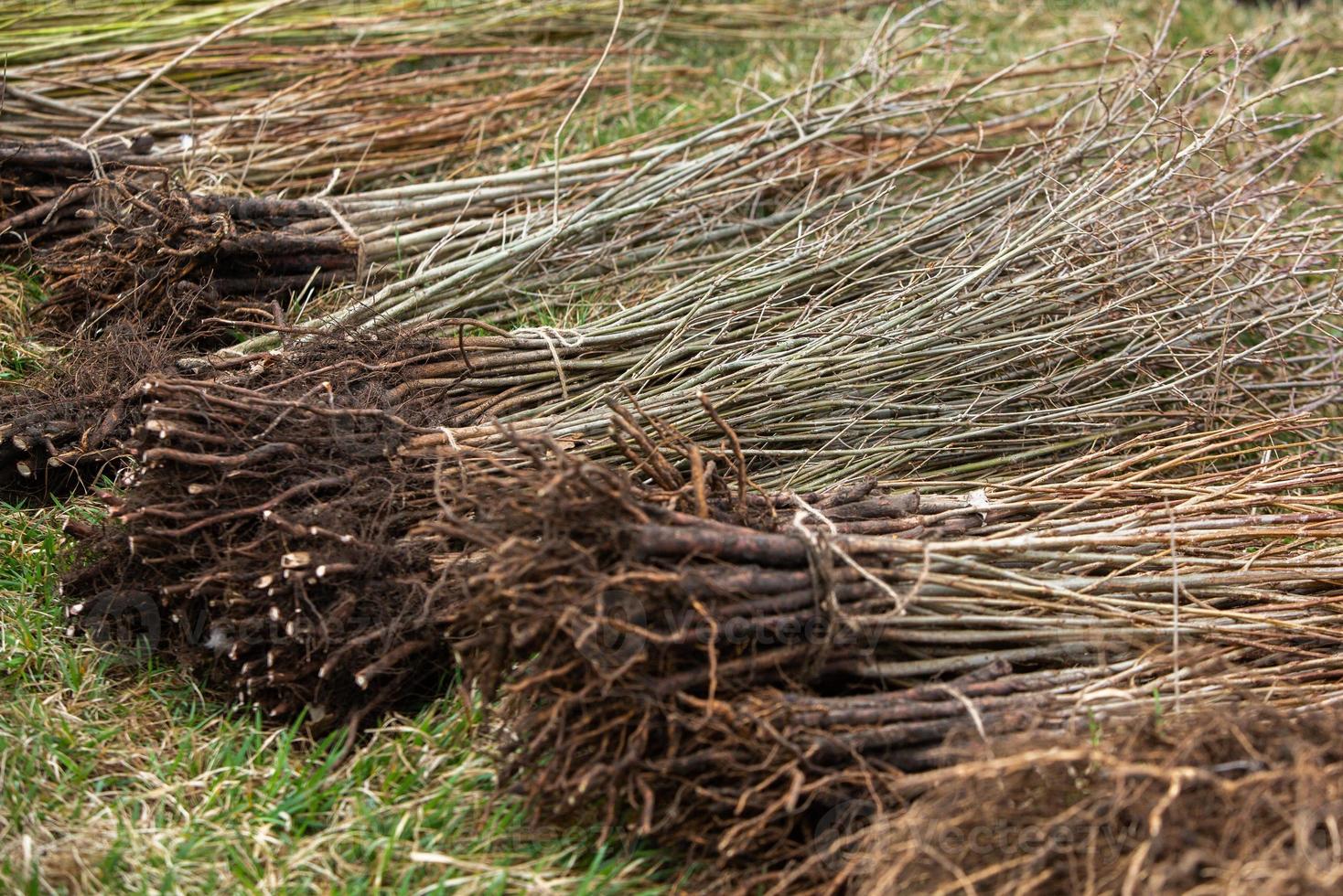 A row of seedlings in black plastic containers with one of them being planted in the ground. A small tree is being planted in a pile of soil. photo