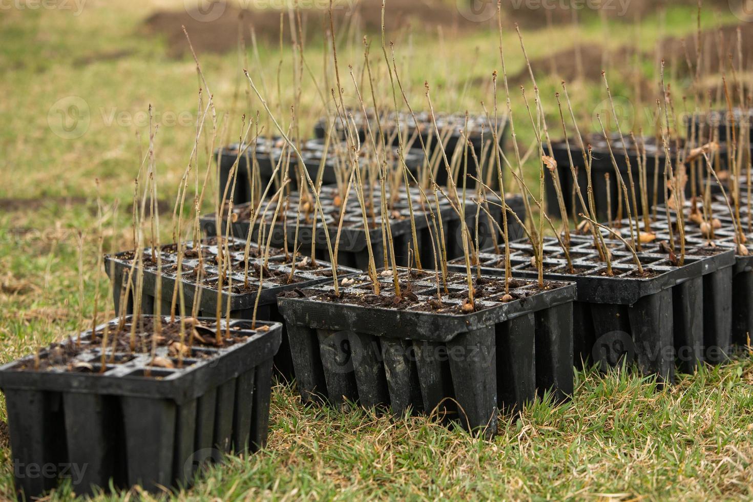 A row of seedlings in black plastic containers with one of them being planted in the ground. A small tree is being planted in a pile of soil. photo