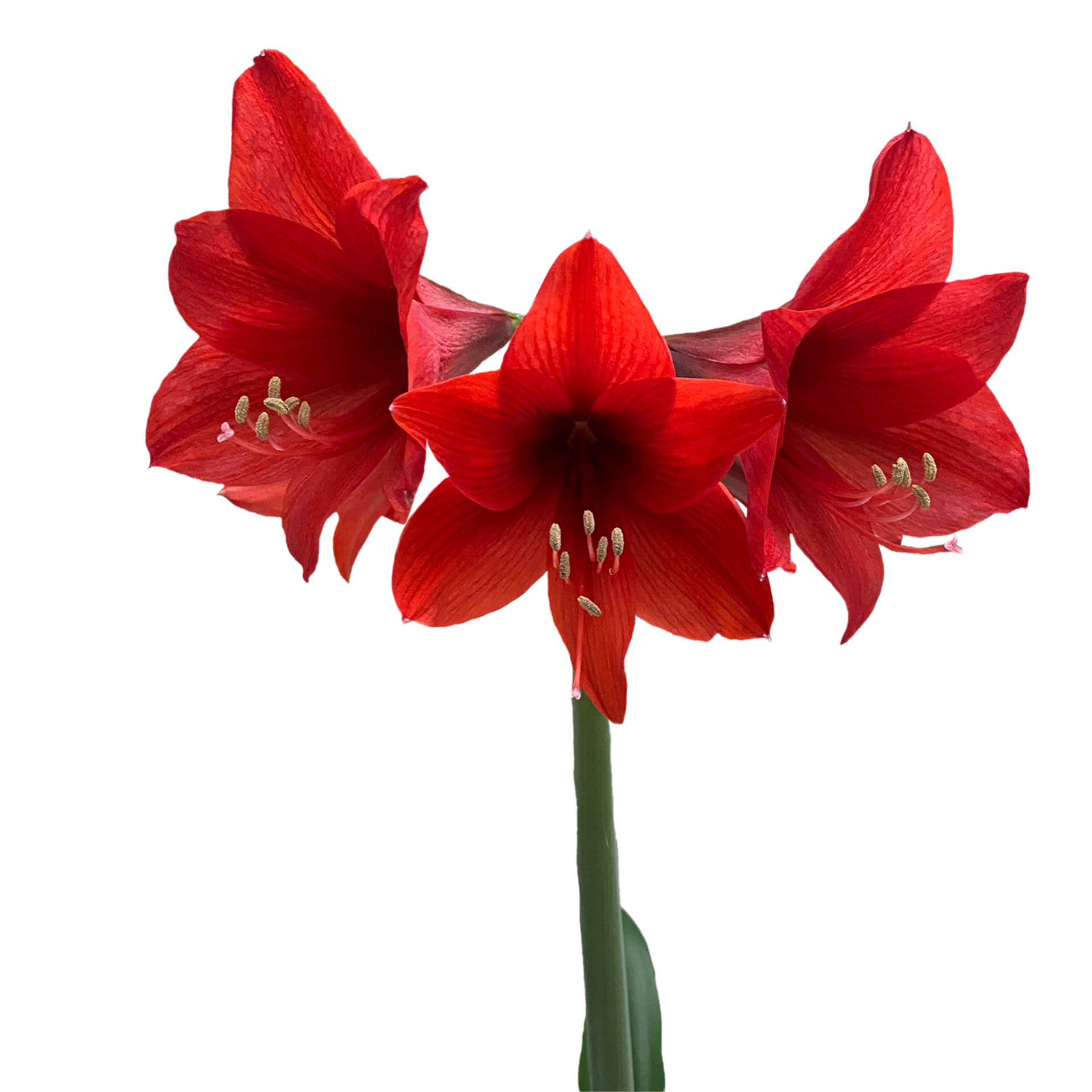 hippeastrum red lion 21506094 PNG