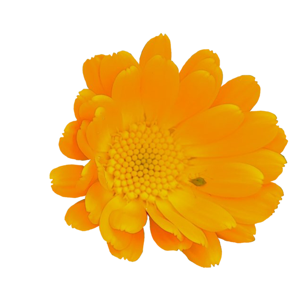 Pot marigold flower png