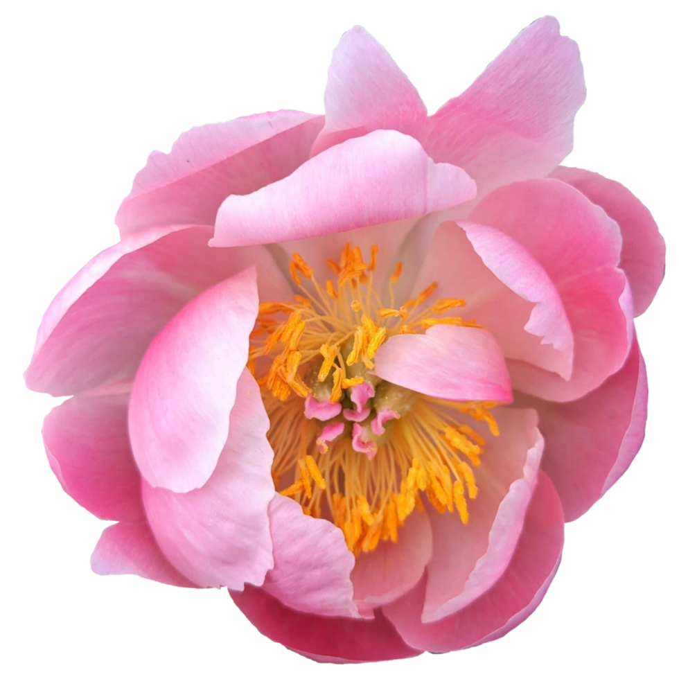 Chinese peony flower png