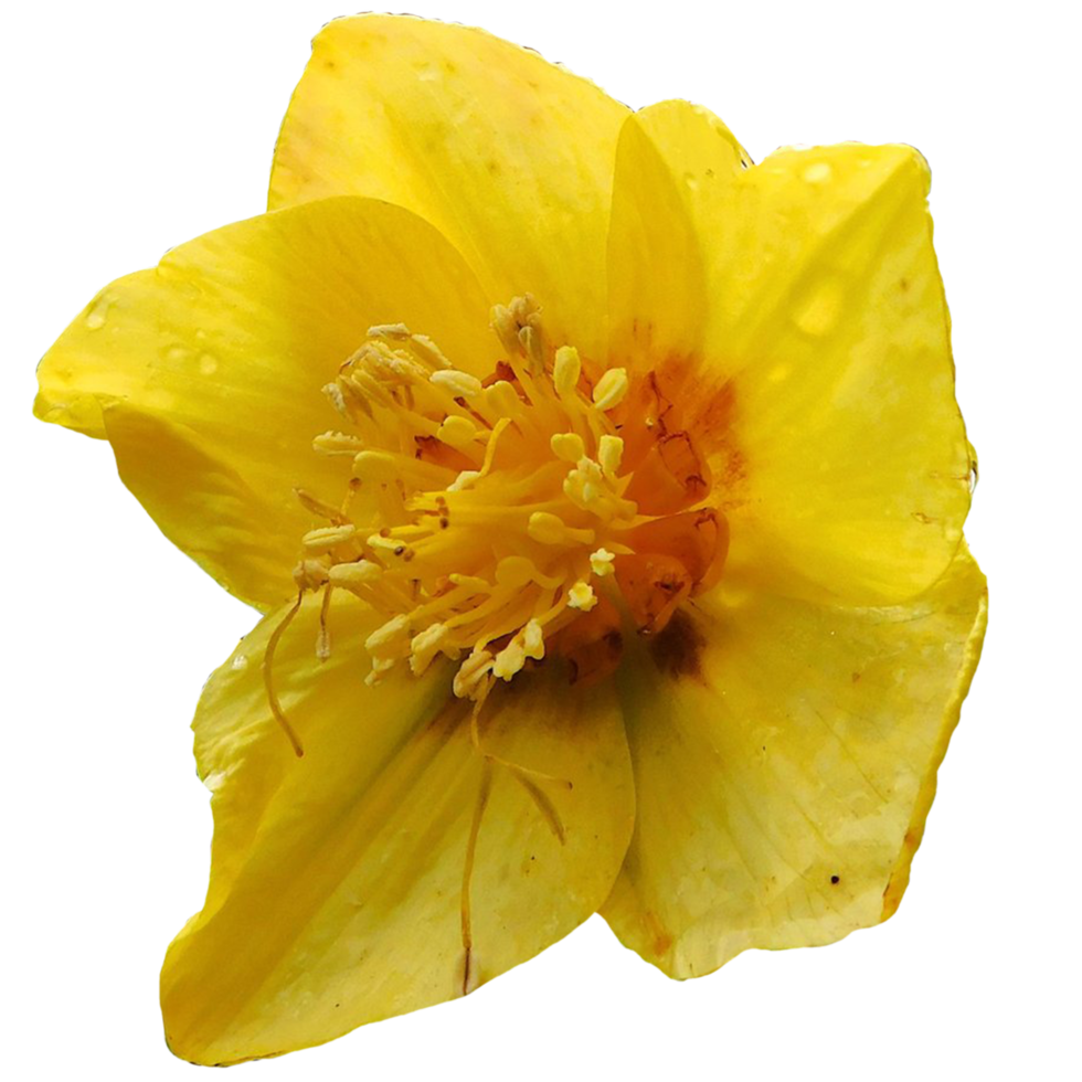 Hypericum japonicum flower png