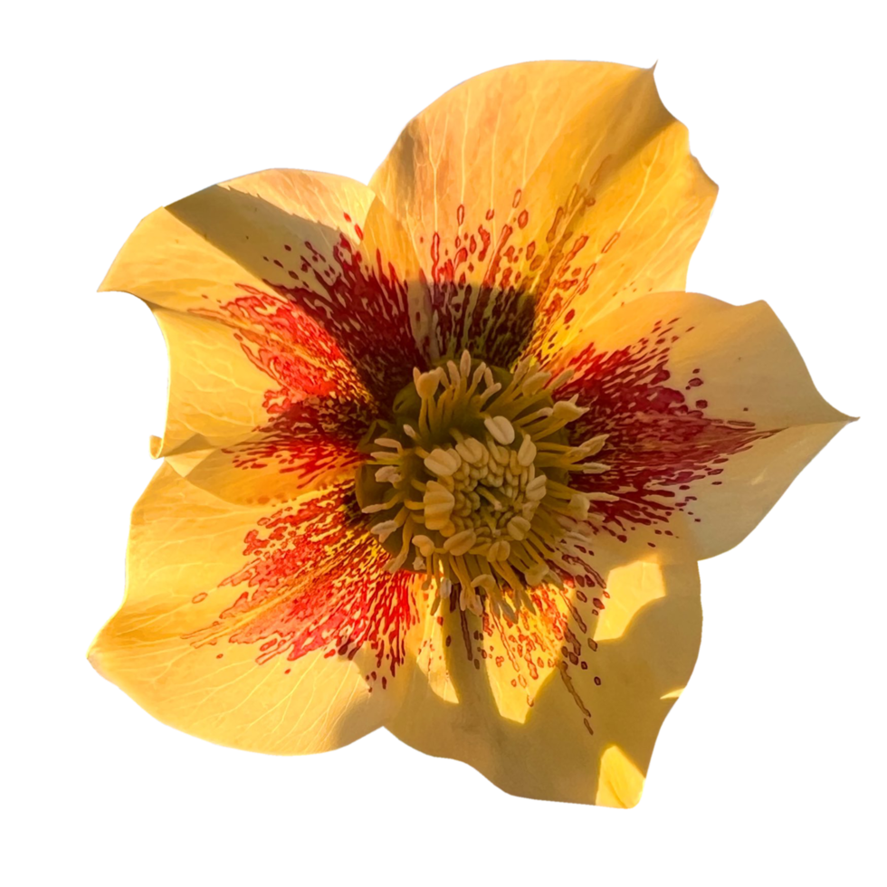 Helleborus orientalis yellow png