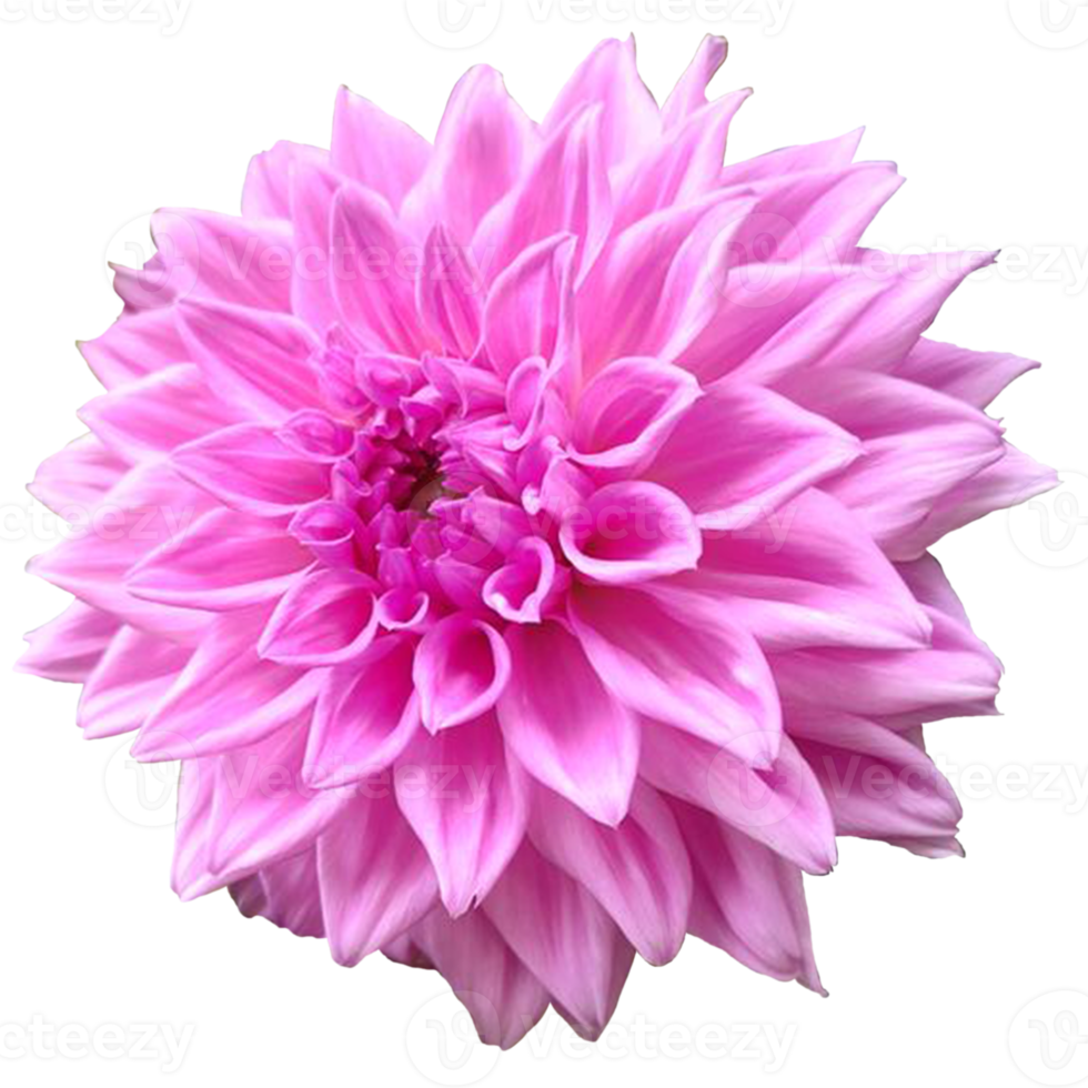 Dahlia pinnata flower png