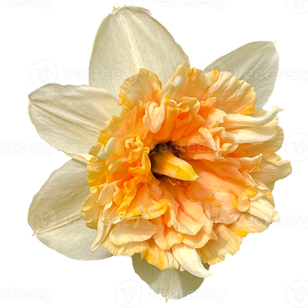 Beautifull Daffodil flower png