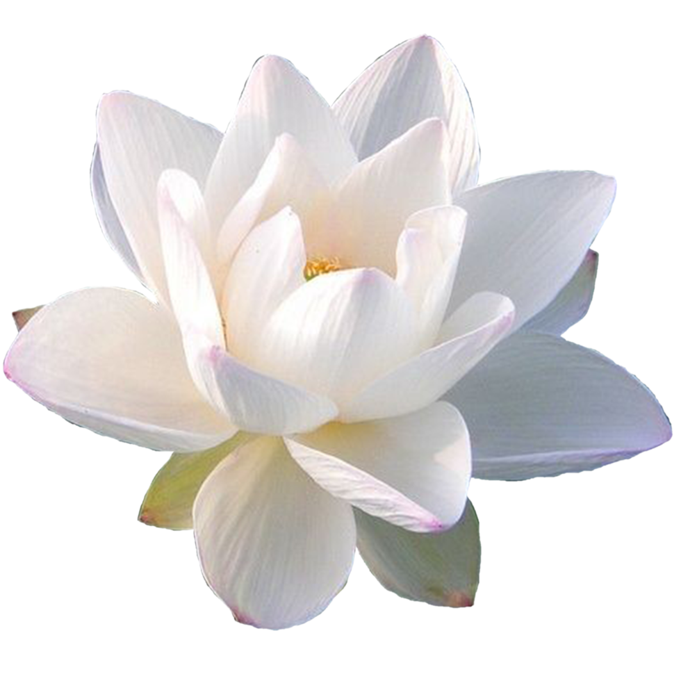 nelumbo nucifera fleur png