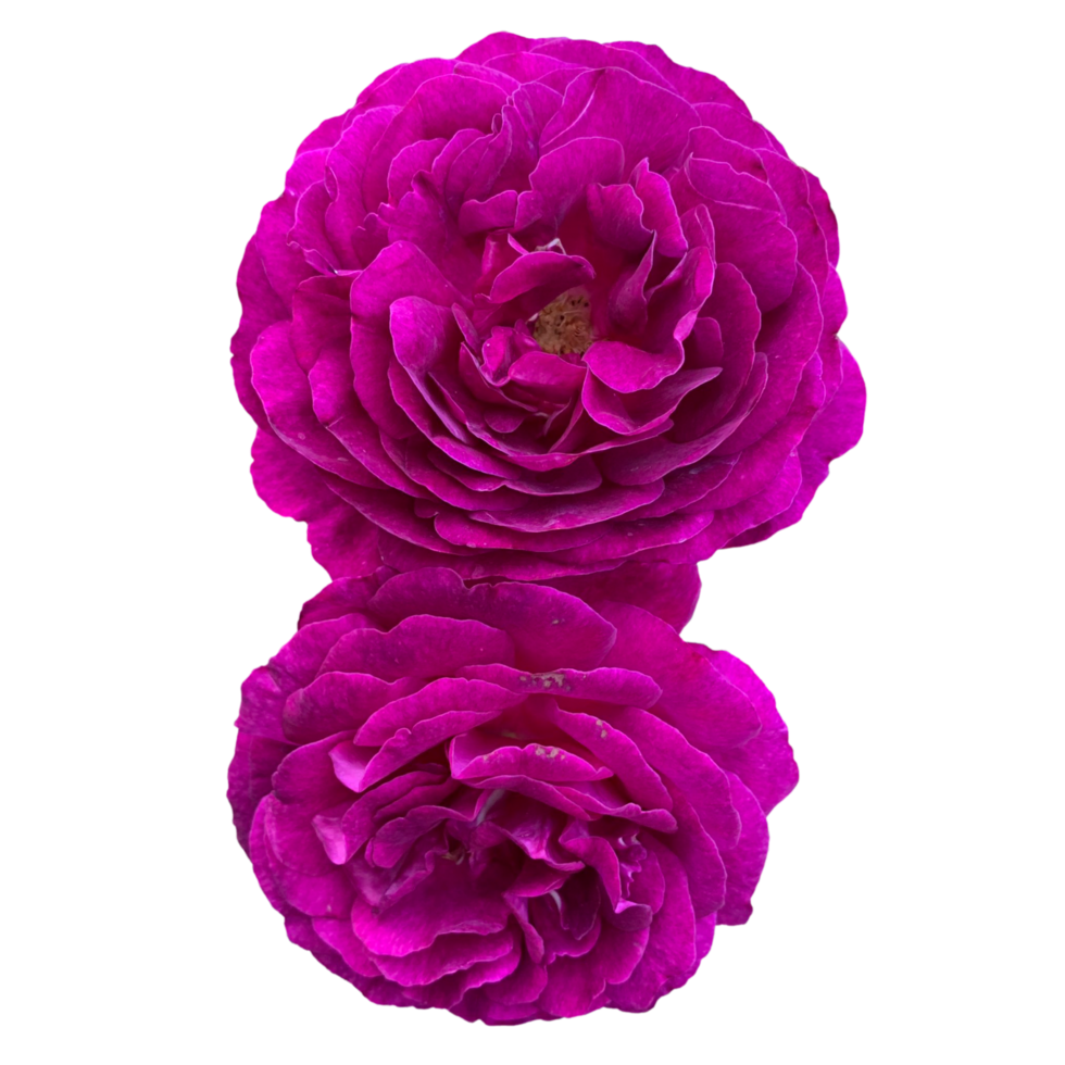 Deep purple rose png