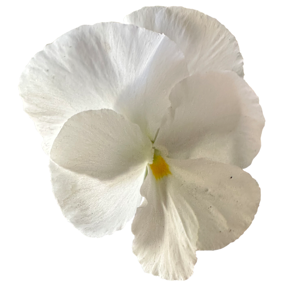 Pansy white flower png