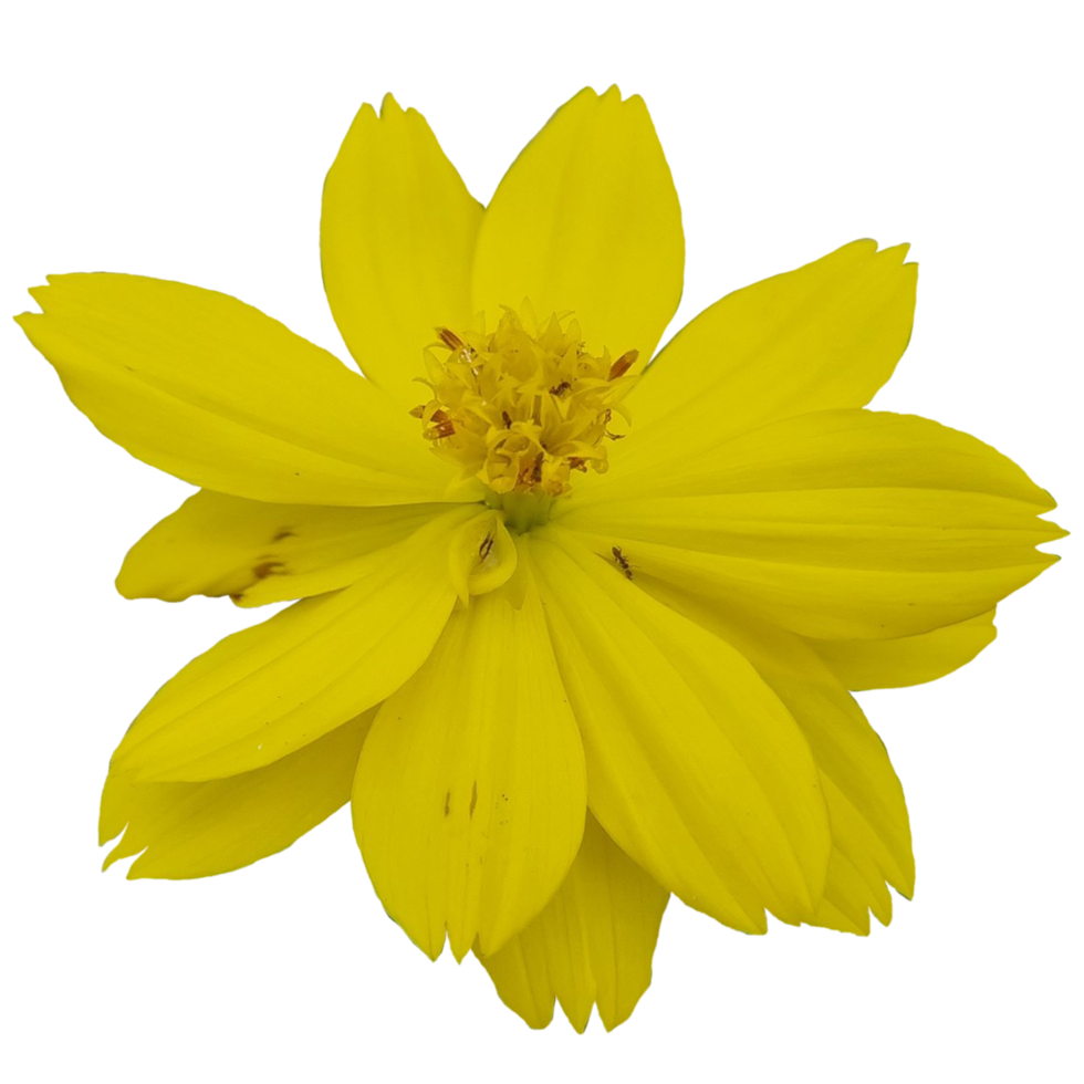 Sulfur cosmos flower png