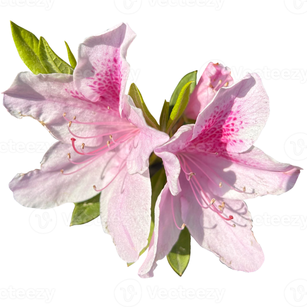 azalea alfonso Anderson png